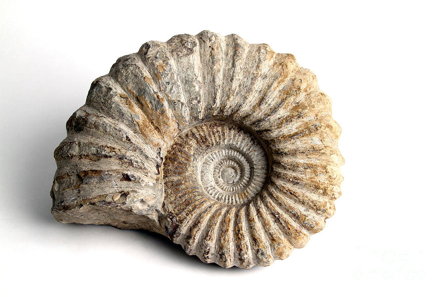 Ammonite Fossil Fossil Photograph by Photo Researchers