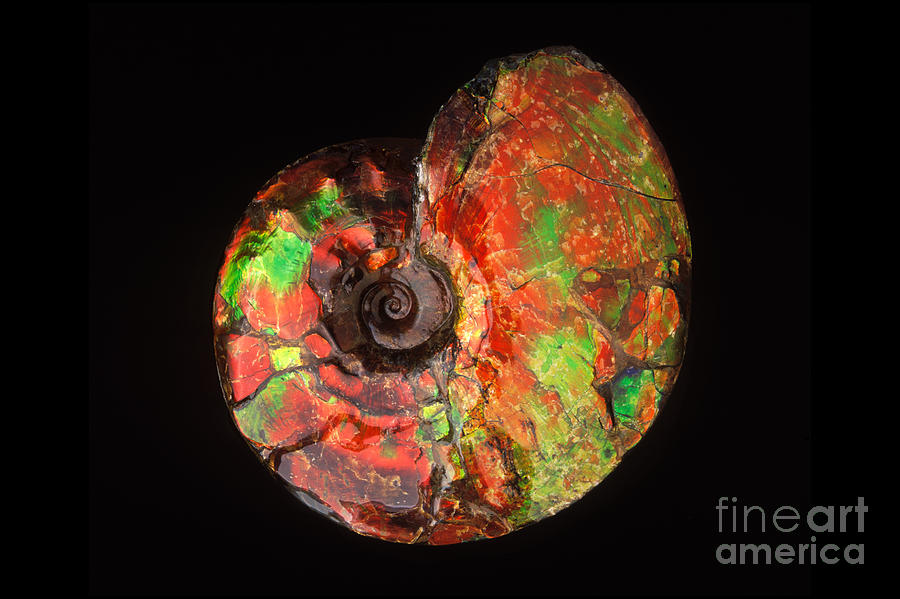 Ammonite Fossil Photograph by Francois Gohier and Photo Researchers