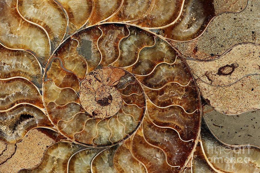 Fosili - Page 9 Ammonite-fossil-lori-bristow