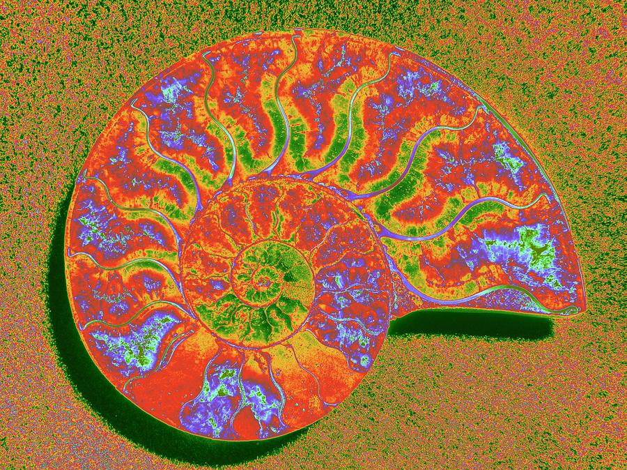 Ammonite in Tropical Hue Photograph by HW Kateley