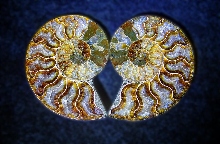 Ammonite to Remember Photograph by HW Kateley