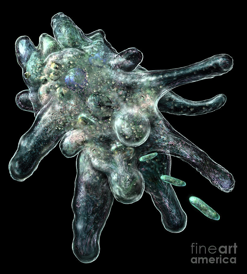 amoeba color