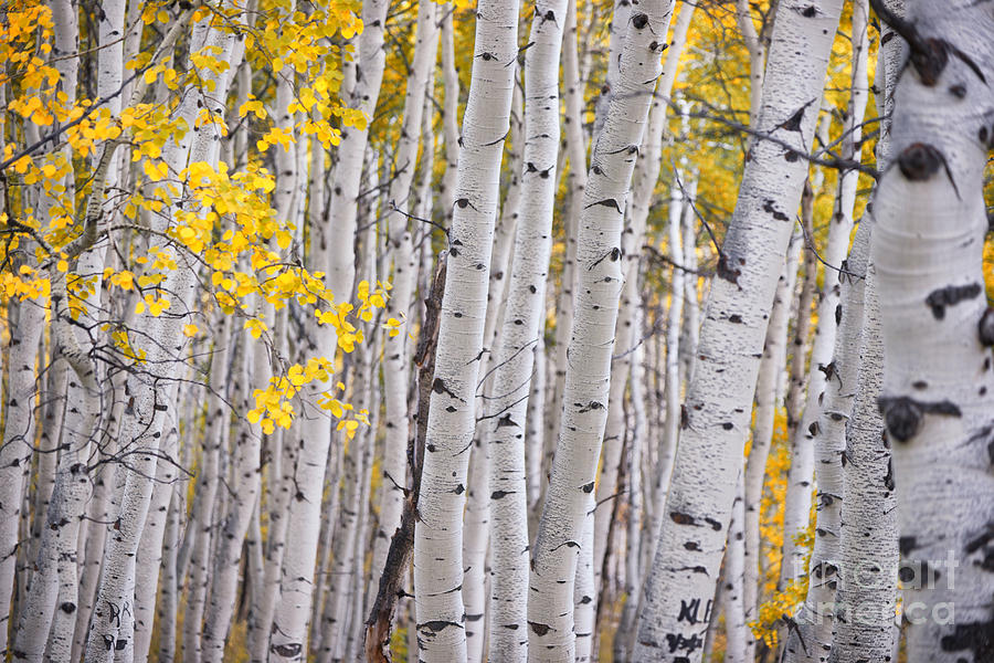 Among the Aspen Trunks Photograph by Carolyn Rauh