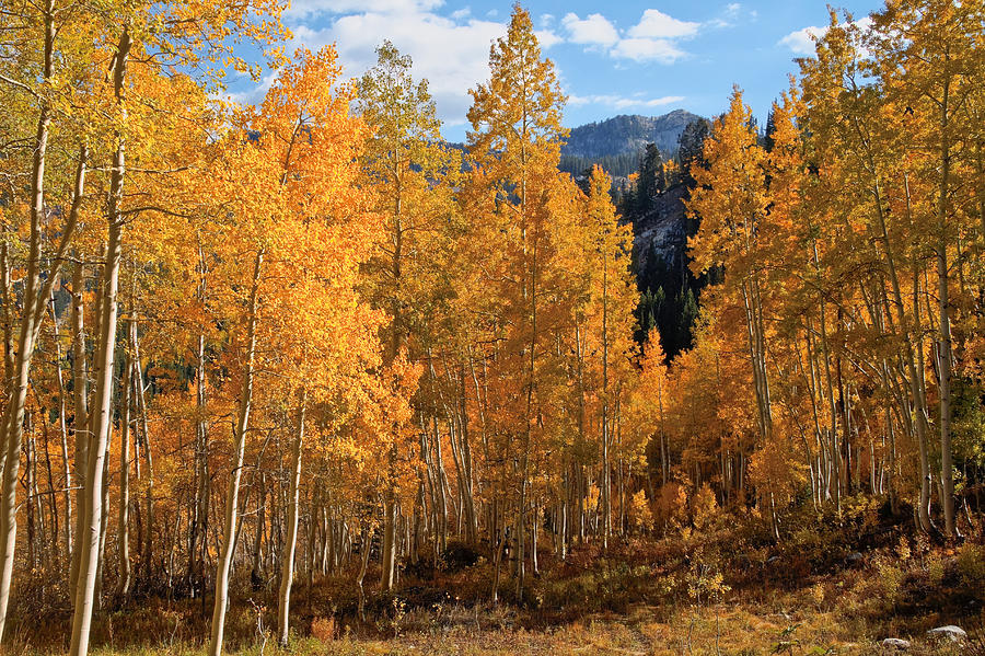 Among the Aspens Photograph by Douglas Pulsipher