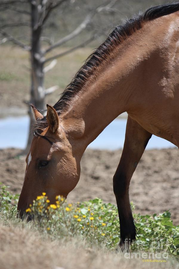 Amongst the Wildflowers - Monero Mustangs Sanctuary Photograph by Veronica Batterson
