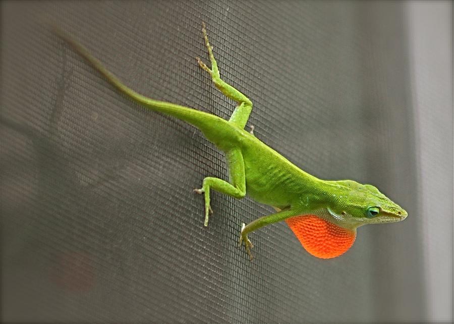 Amorous Anole Display Photograph by Jeanne Juhos
