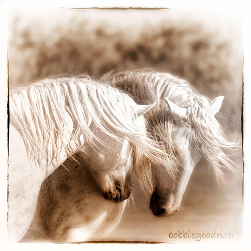 Horse Photograph - Amour  Fou by Bobbie Goodrich