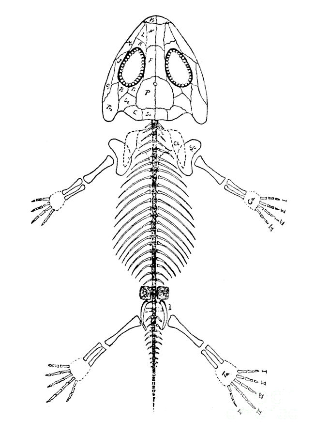 Amphibamus, Cenozoic Amphibian Photograph by Science Source