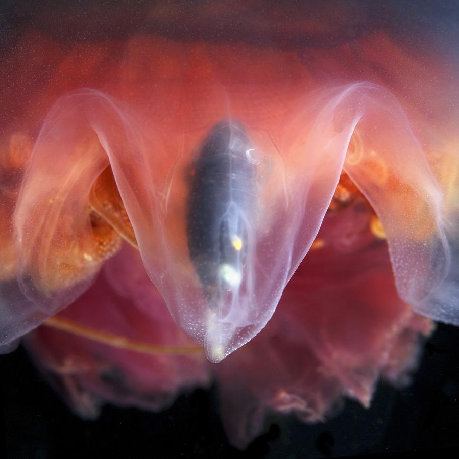 Amphipod Inside A Moon Jellyfish Photograph by Alexander Semenov - Fine ...