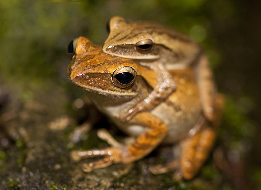 Amplexus Photograph by Zoe Ferrie
