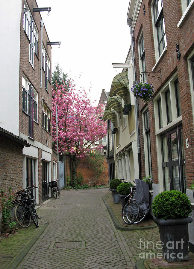 Magnolia Movie Photograph - Amsterdam in Spring 03 by Ausra Huntington nee Paulauskaite
