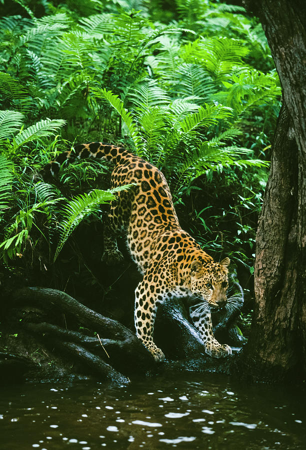 Amur Leopard Photograph by D Robert Franz