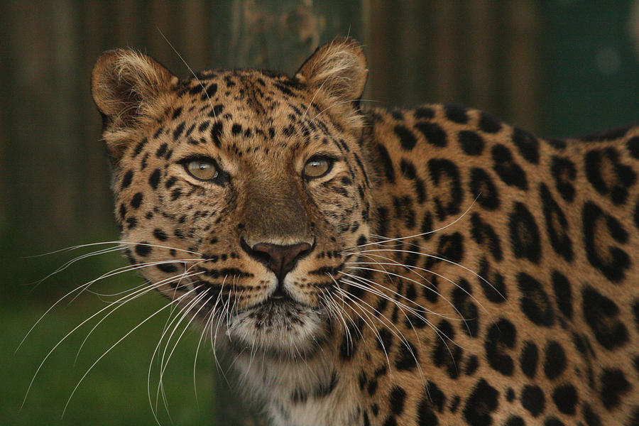 Amur Leopard Painting by Jane Indigo Moore - Fine Art America