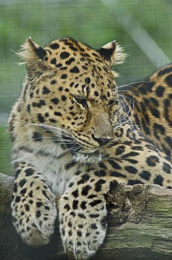 Amur Leopard Photograph by JT Lewis