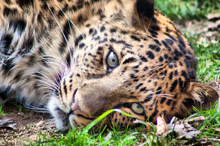 Amur Leopard Photograph by Lynne Jenkins