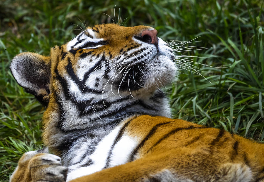 Amur Tiger Photograph by Brian Stevens - Fine Art America