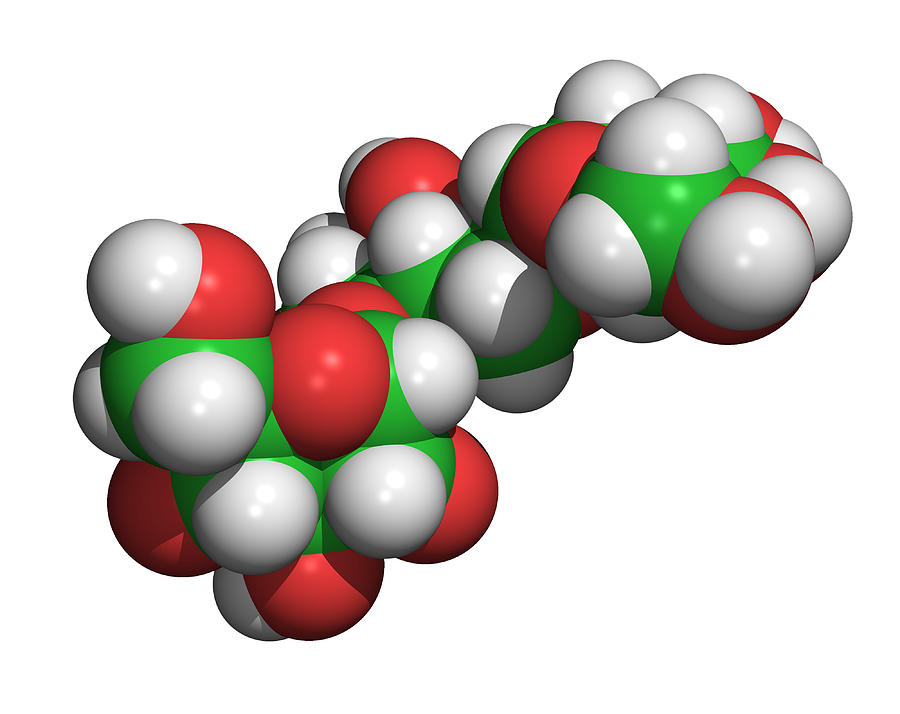 Amylopectin Molecule Photograph By Dr Tim Evans