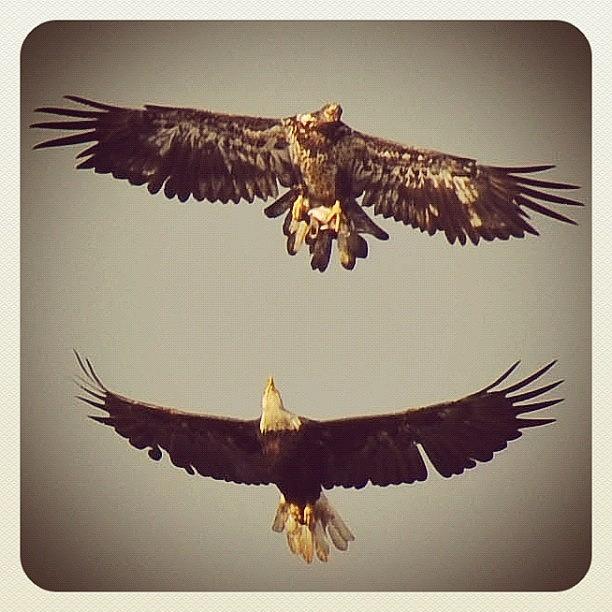 Eagle Photograph - An Adolescent #eagle With An Adult by Robyn Montella