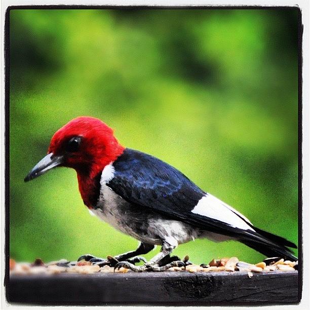 Nature Photograph - An #alabama Red-headed #woodpecker by Molly Slater Jones