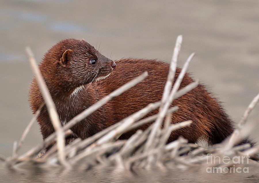 An American Mink Photograph by Kathy Baccari