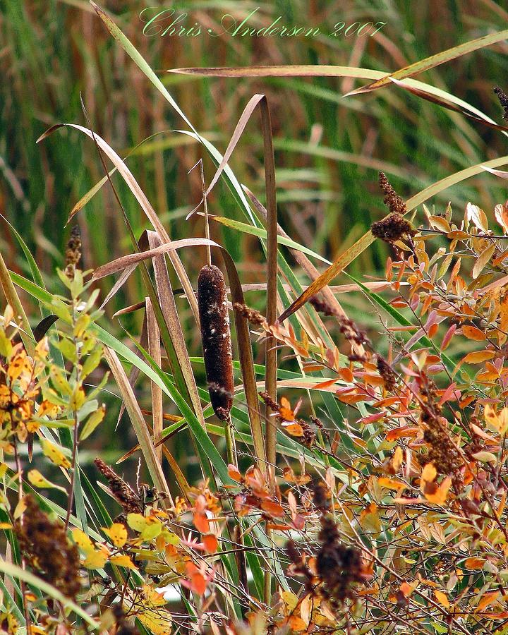 An Autumn Cattail Photograph by Chris Anderson