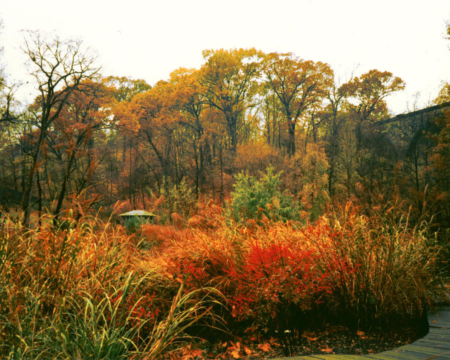 An Autumn Color Splash Photograph by Emery Graham