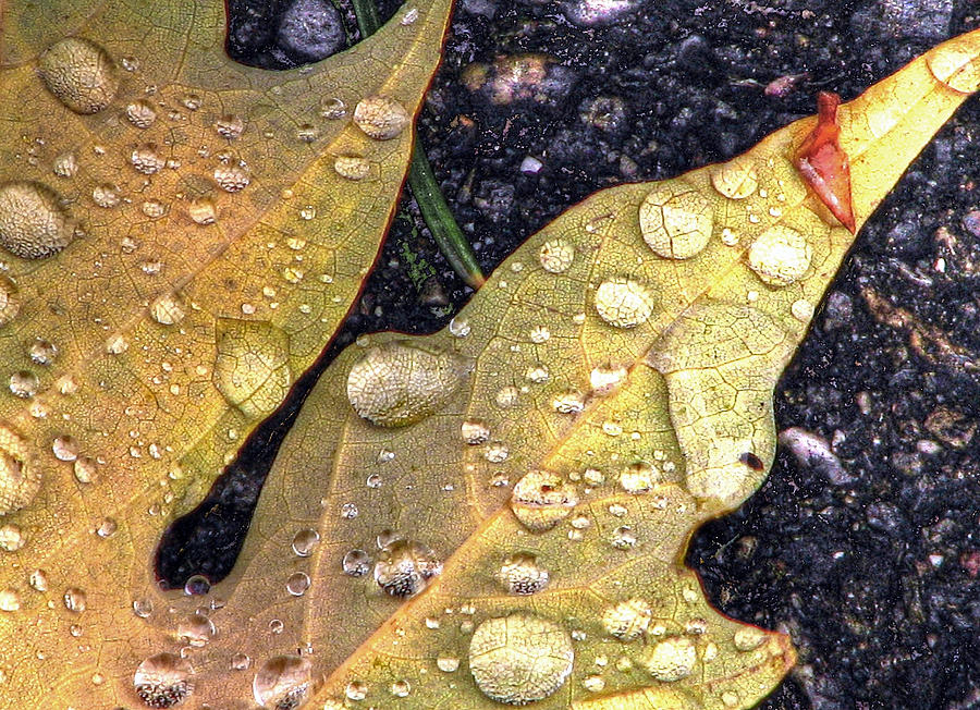An Autumn Leaf Photograph by Chris Anderson