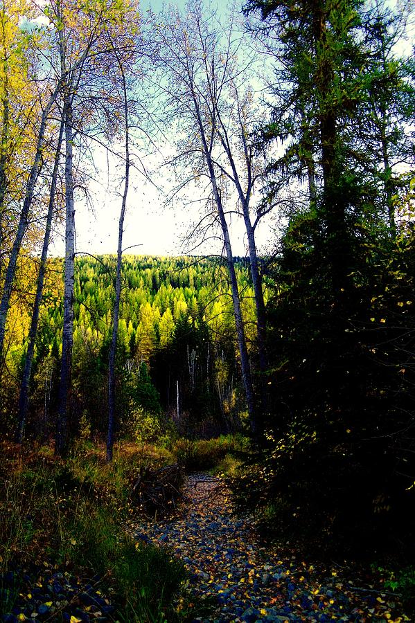 An Autumn Path Photograph by Jeff Swan