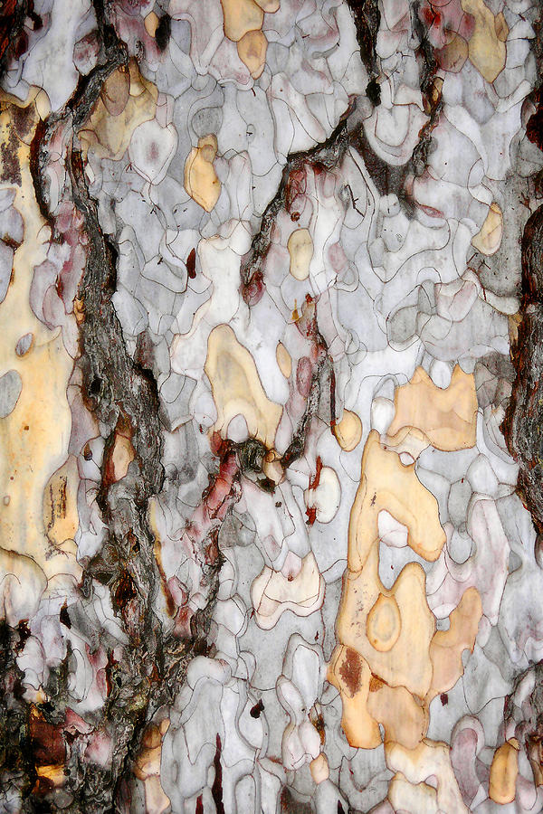 Nature Photograph - An Bark Of Old Pine by Zoran Buletic