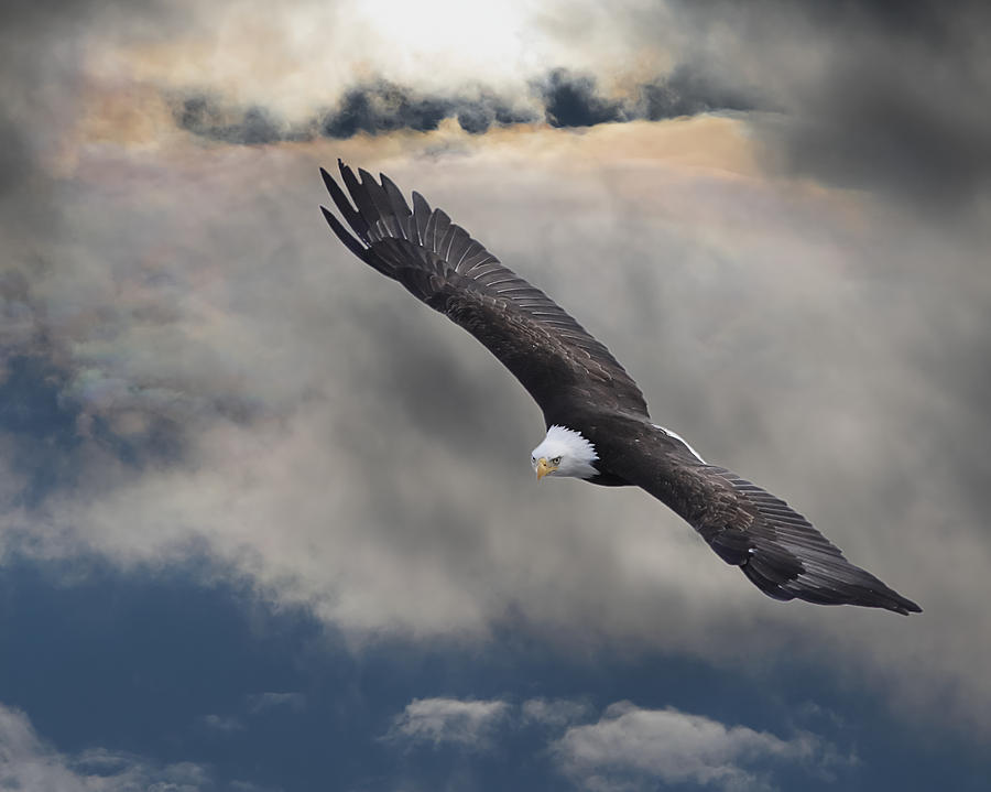 Eagle Photograph - An Eagle In Flight Rising Above The by Robert Bartow