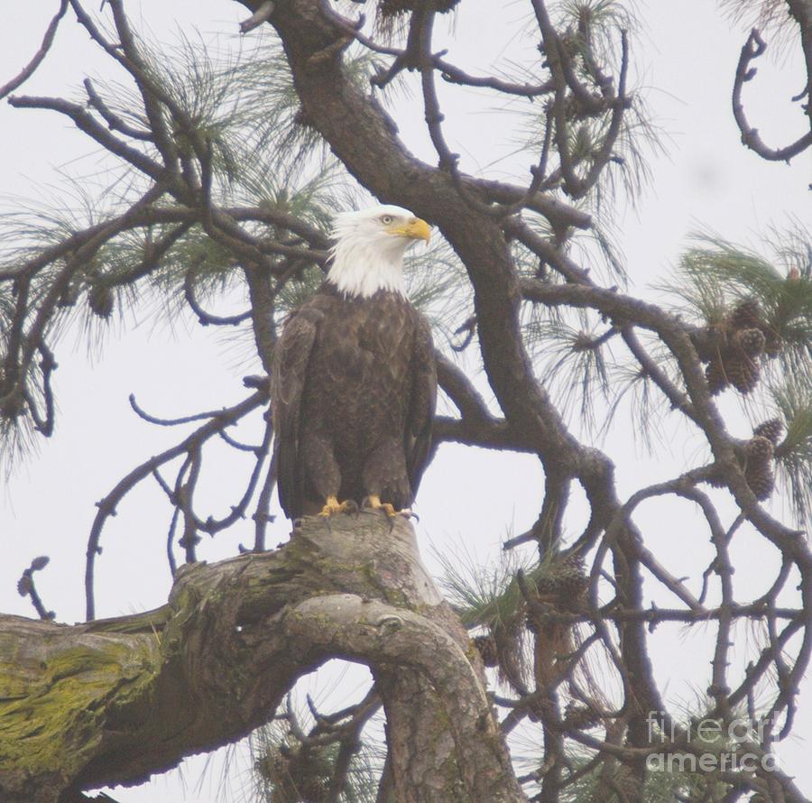 An Eagle Perched Photograph