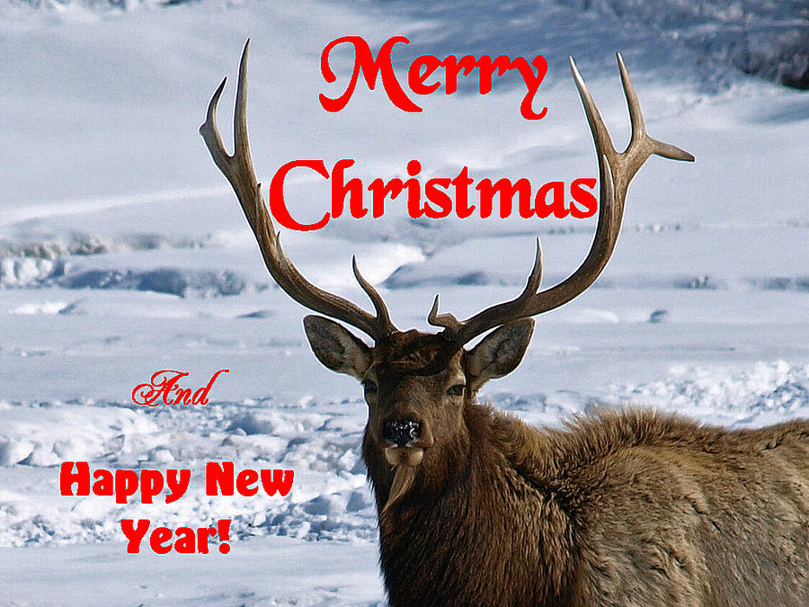 An Elk Christmas Photograph by DeeLon Merritt