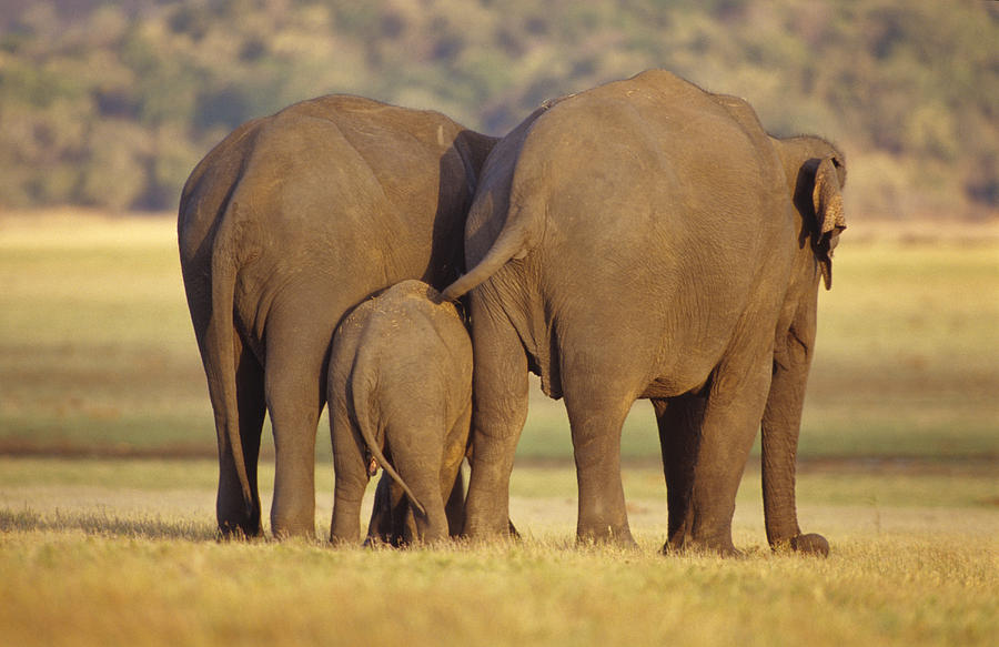 An Endangered Asian Elephant Calf Photograph by Jason Edwards