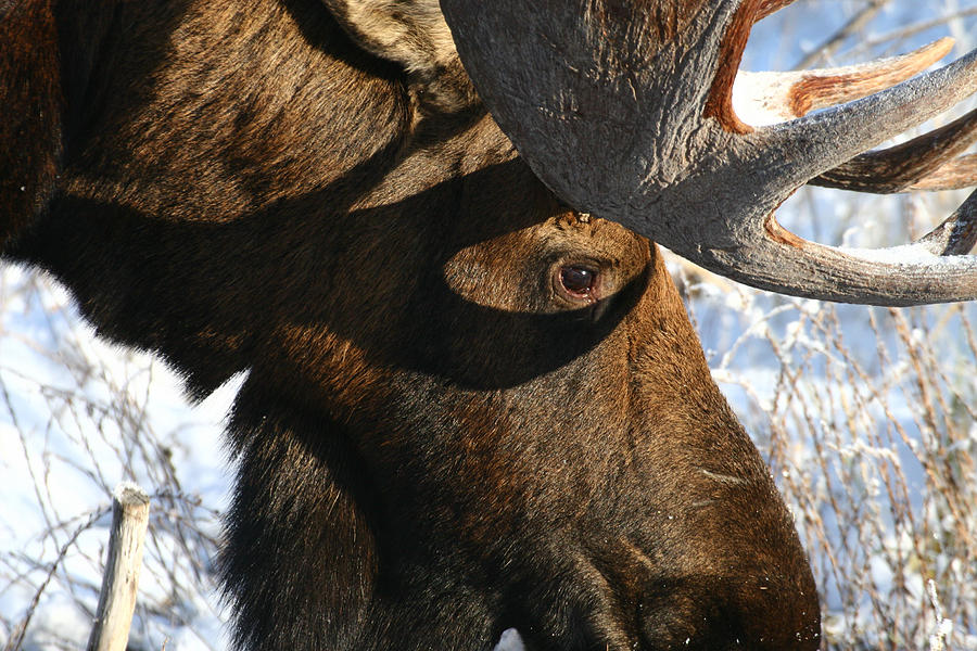 Moose Photograph - An Eye For You by Doug Lloyd