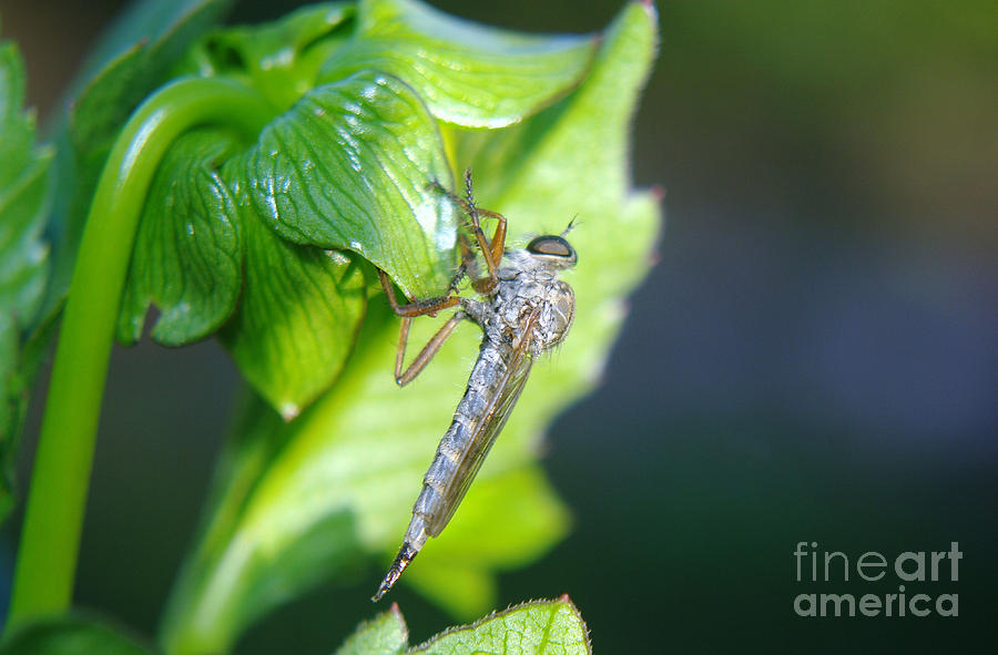 Insects Photograph - An Insect Resting  by Jeff Swan