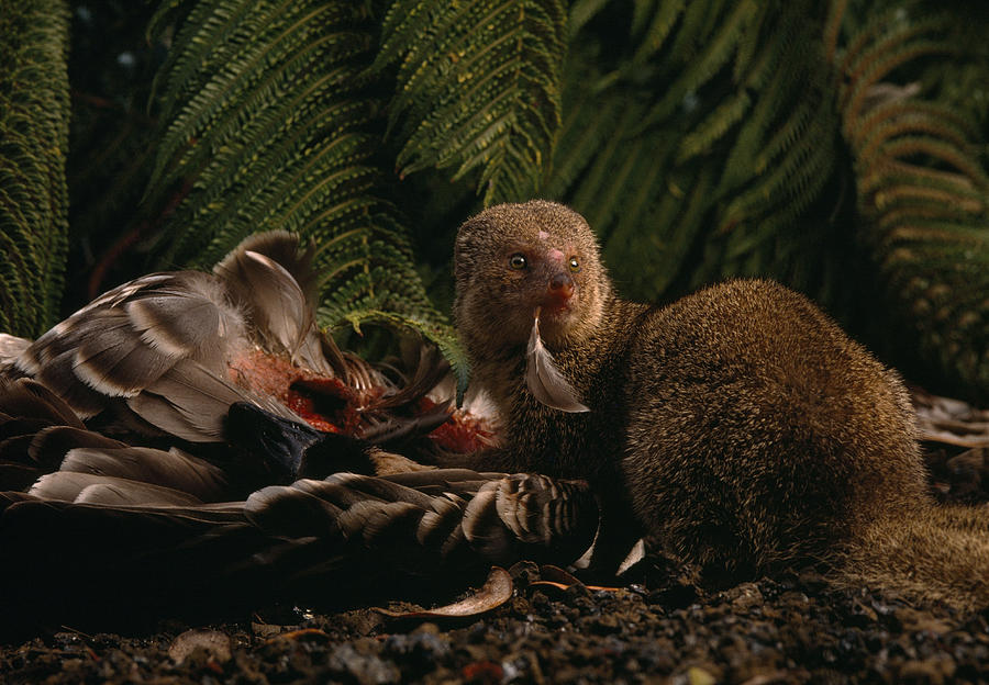 an-introduced-mongoose-eating-a-nene-photograph-by-chris-johns