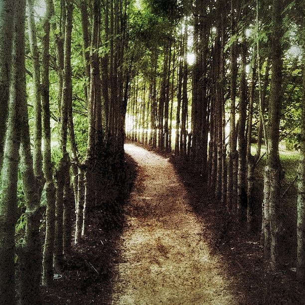 Nj Photograph - An Inviting Pathway, Which I Believe Is by Jd Young