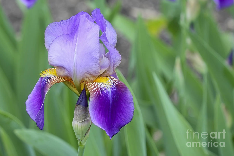 An Iris Blossom Photograph by Teresa Zieba