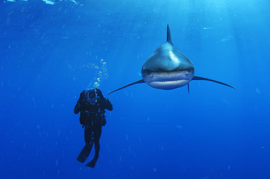 An Oceanic Whitetip Shark Swims Photograph by Brian J Skerry