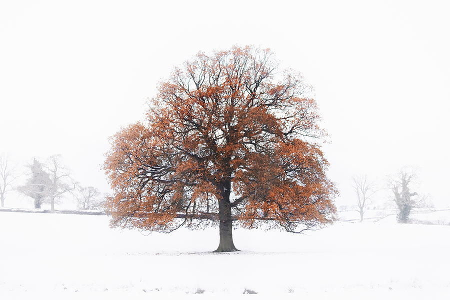An Old Oak Tree In A Winter Snow Landscape Photograph by Andrew Bret Wallis