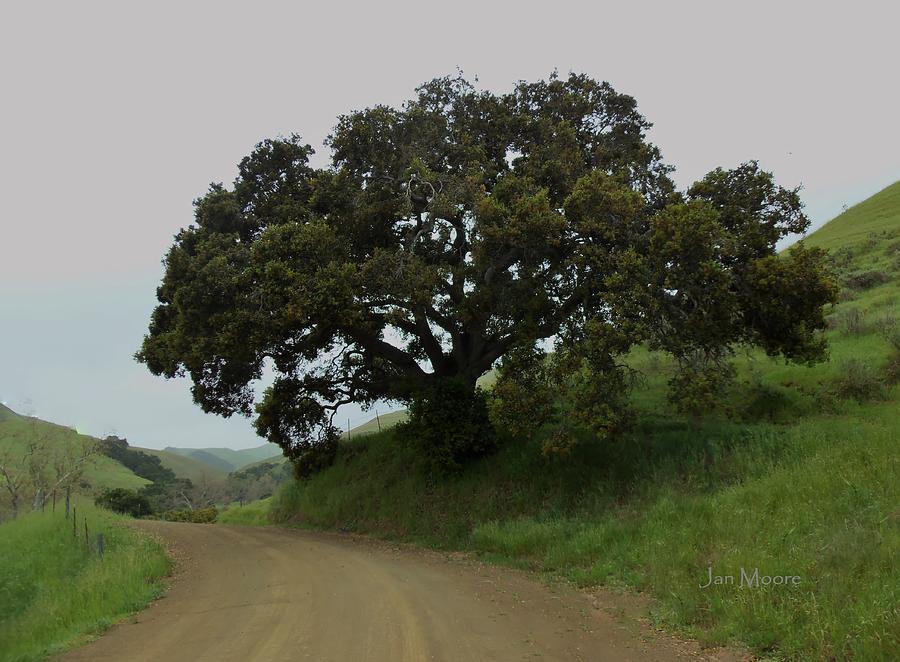 An Old Oak Tree in Cayucos CA Photograph by Jan Moore