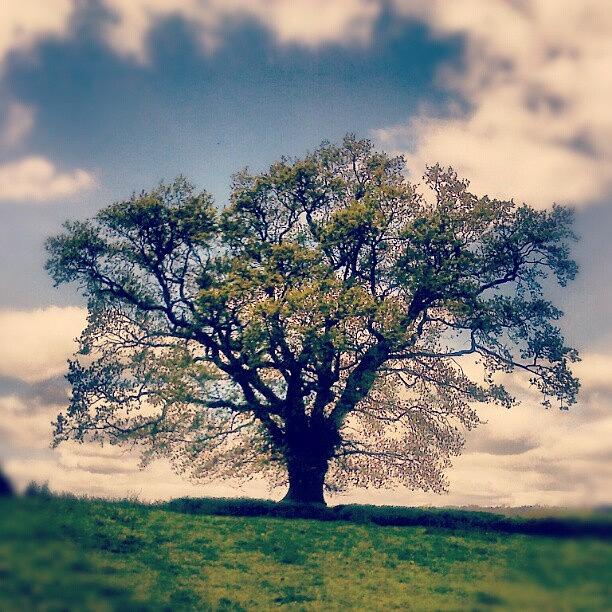 Spring Photograph - An #old #oak #tree Turning #green by Linandara Linandara