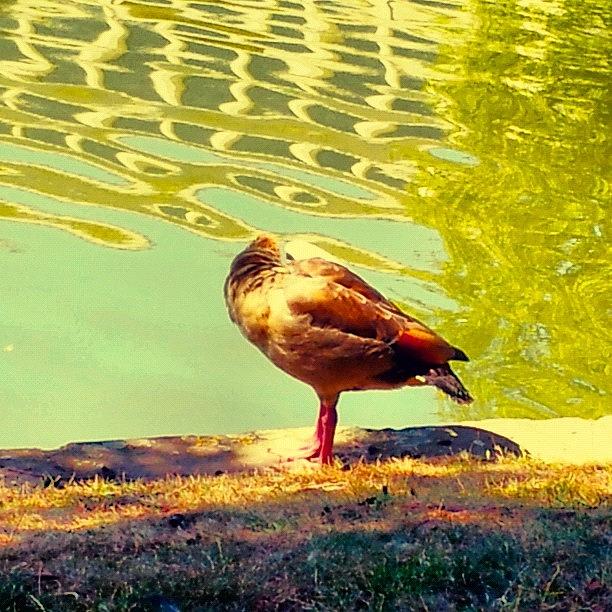 Nature Photograph - An Old One... A Lonely Duck.

#ducks by Sara Savoini
