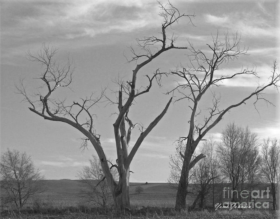 An Old Trees Photograph by Yumi Johnson