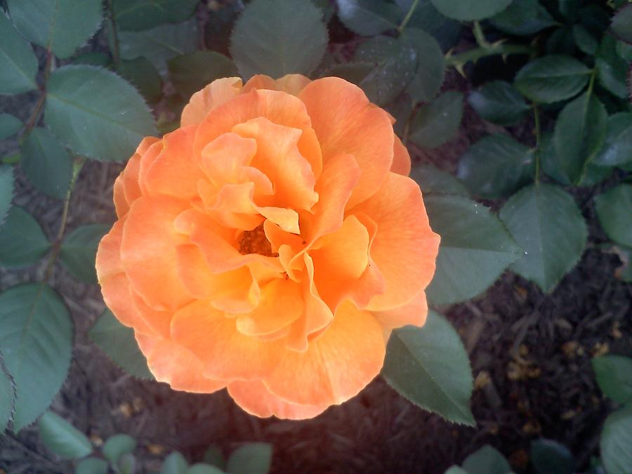 An Orange Rose Photograph by Chad and Stacey Hall