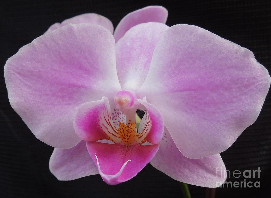 An Orchid Photograph by Chad and Stacey Hall