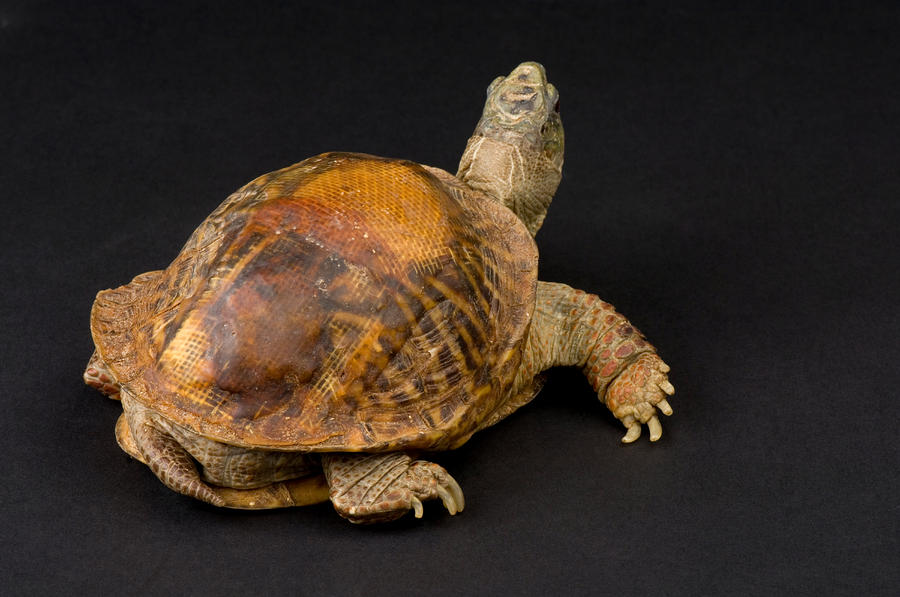 An Ornate Box Turtle With A Fiberglass by Joel Sartore