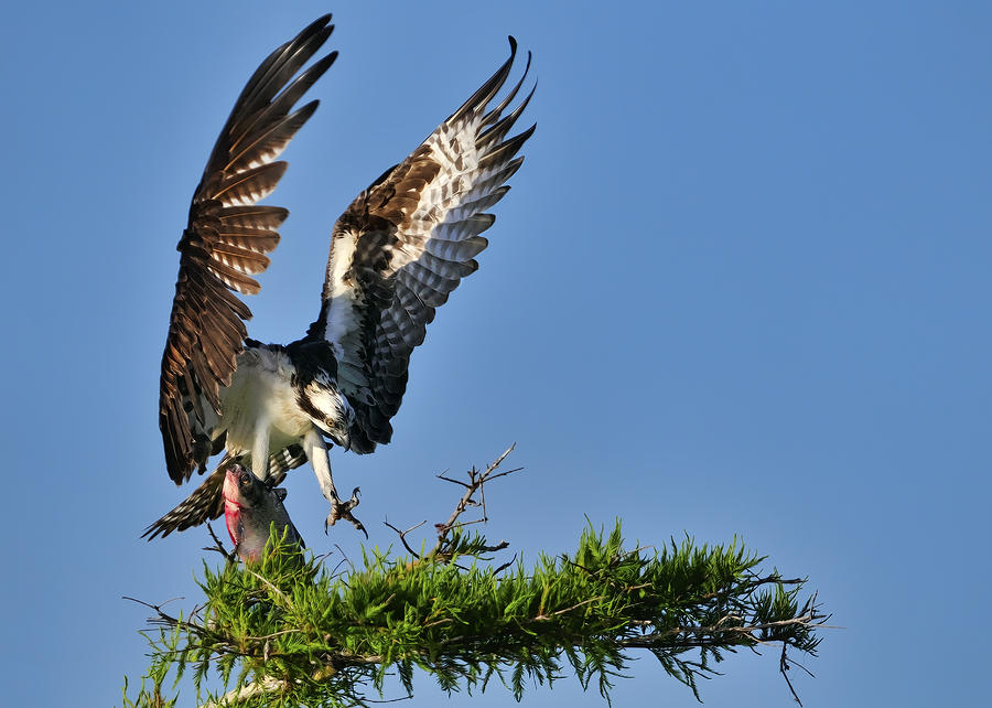 An Osprey flying in with breakfast Photograph by Bill Dodsworth