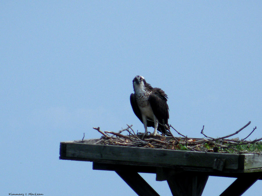 An Osprey in Maryland Photograph by Kimmary MacLean