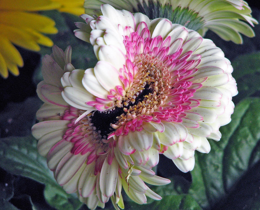 An Unusual Gerbera Photograph by Chris Anderson